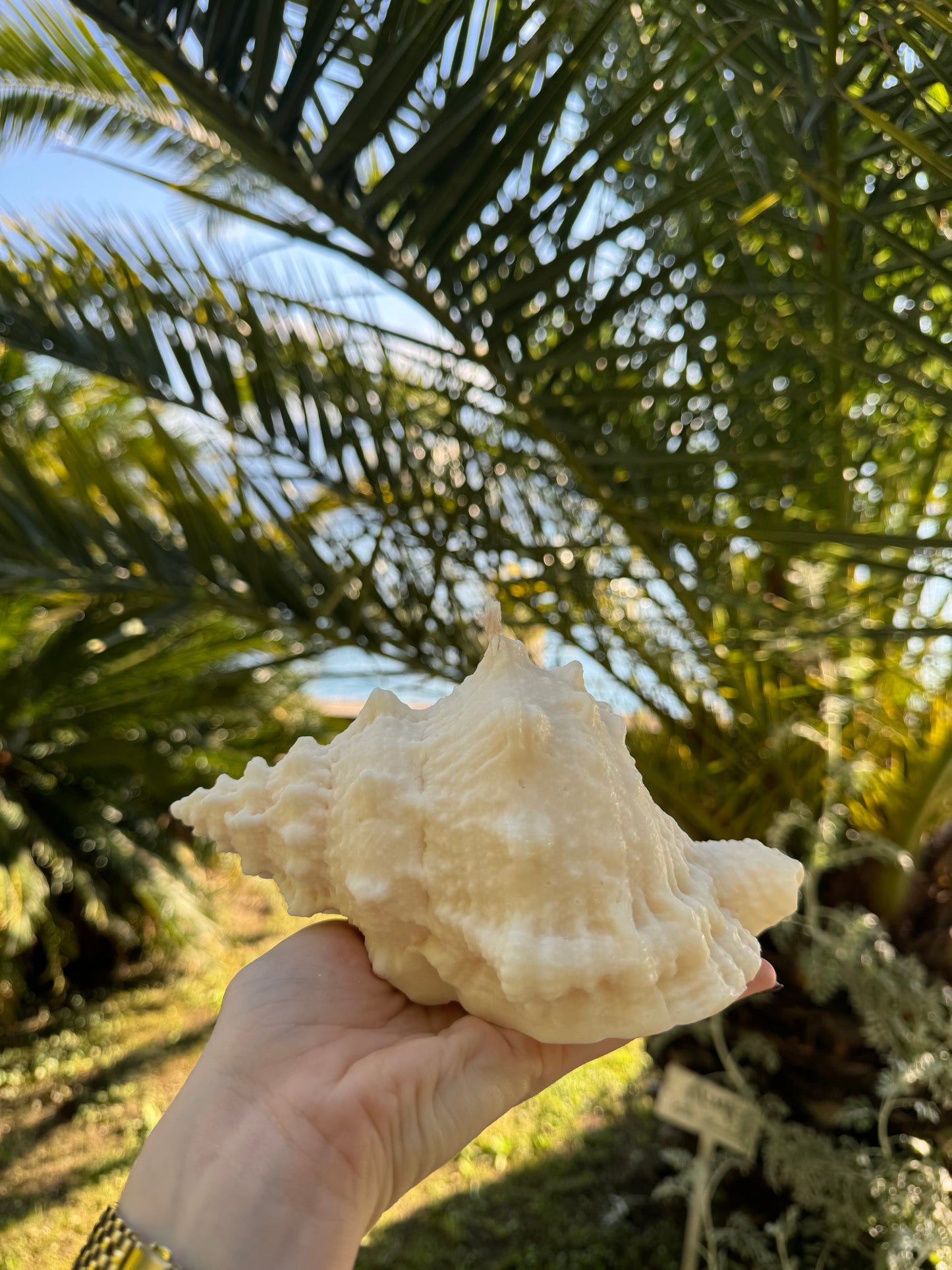 MOANA