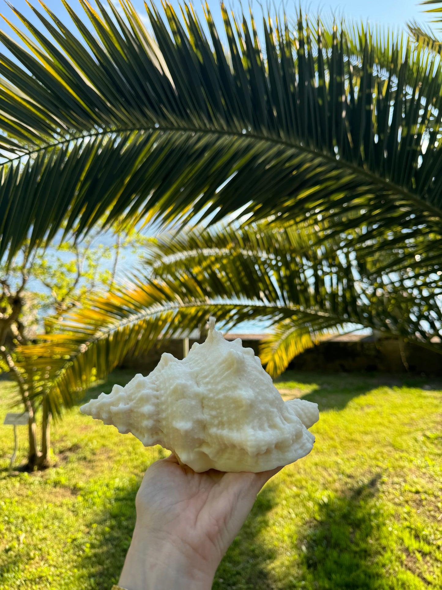 MOANA